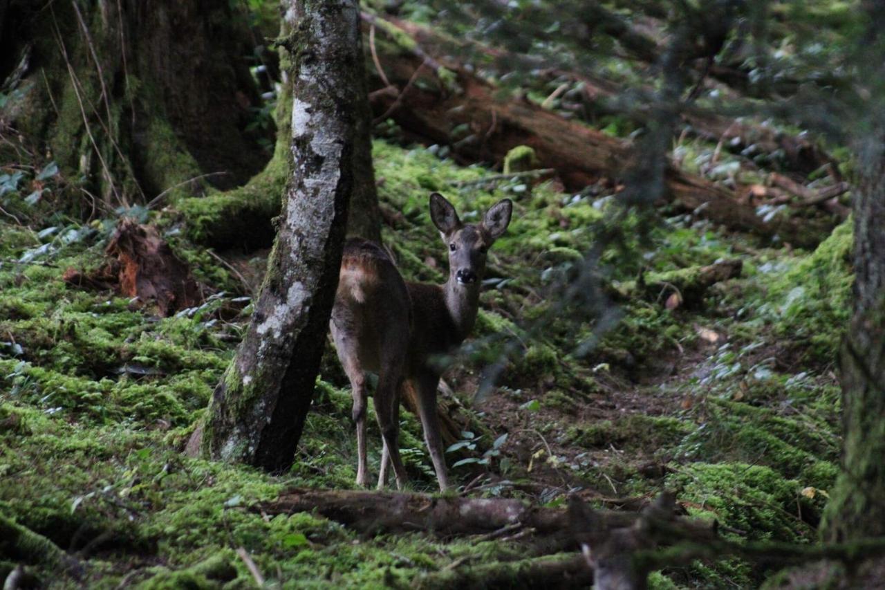 Gite Du Montagnol A Payolle Sainte-Marie-de-Campan Esterno foto